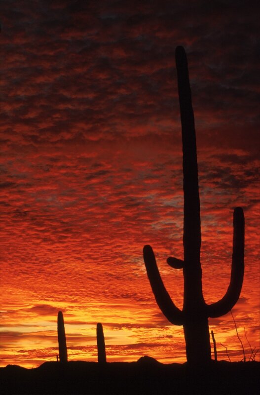 Saguaro Cactus Silhouette — Red, Dramatic, Sunset