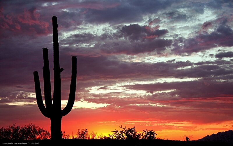 Saguaro Cactus Silhouette — Red, Dramatic