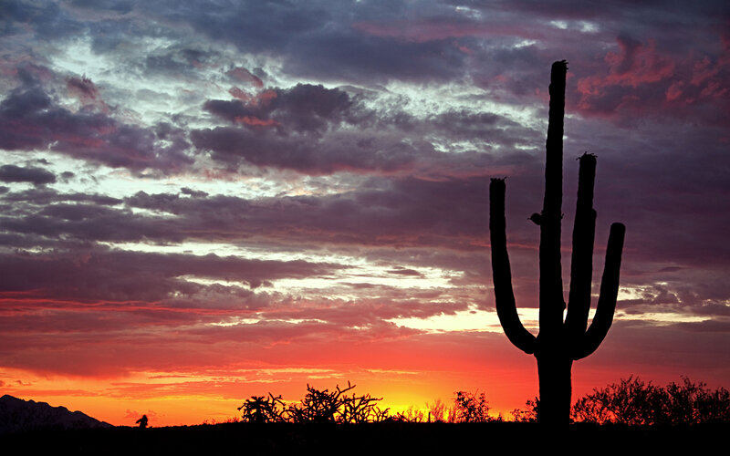 Saguaro Cactus Silhouette — Red