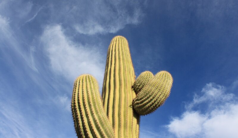Saguaro Cactus