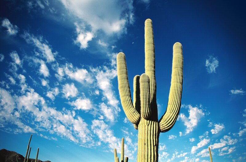 Saguaro cactus under blue sky