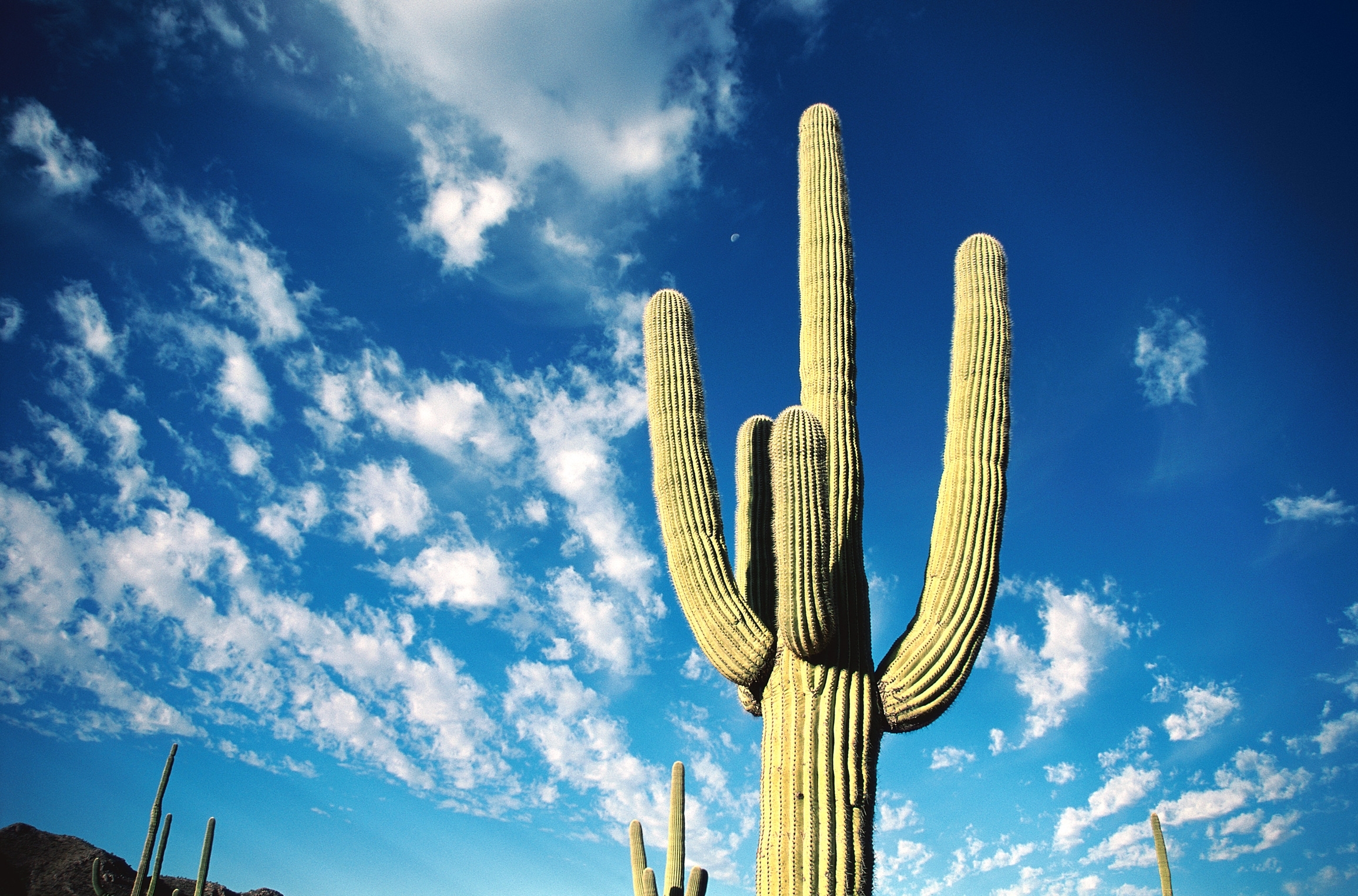 Saguaro cactus under blue sky