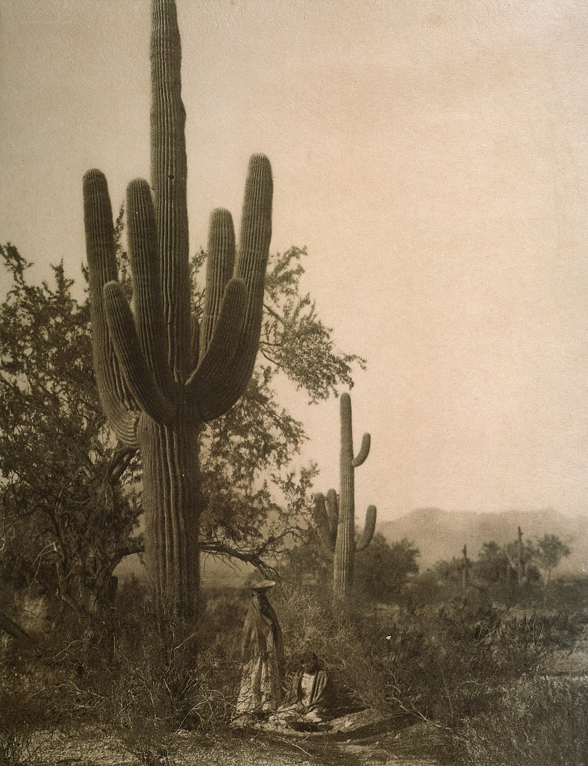 Saguaro cactus with people