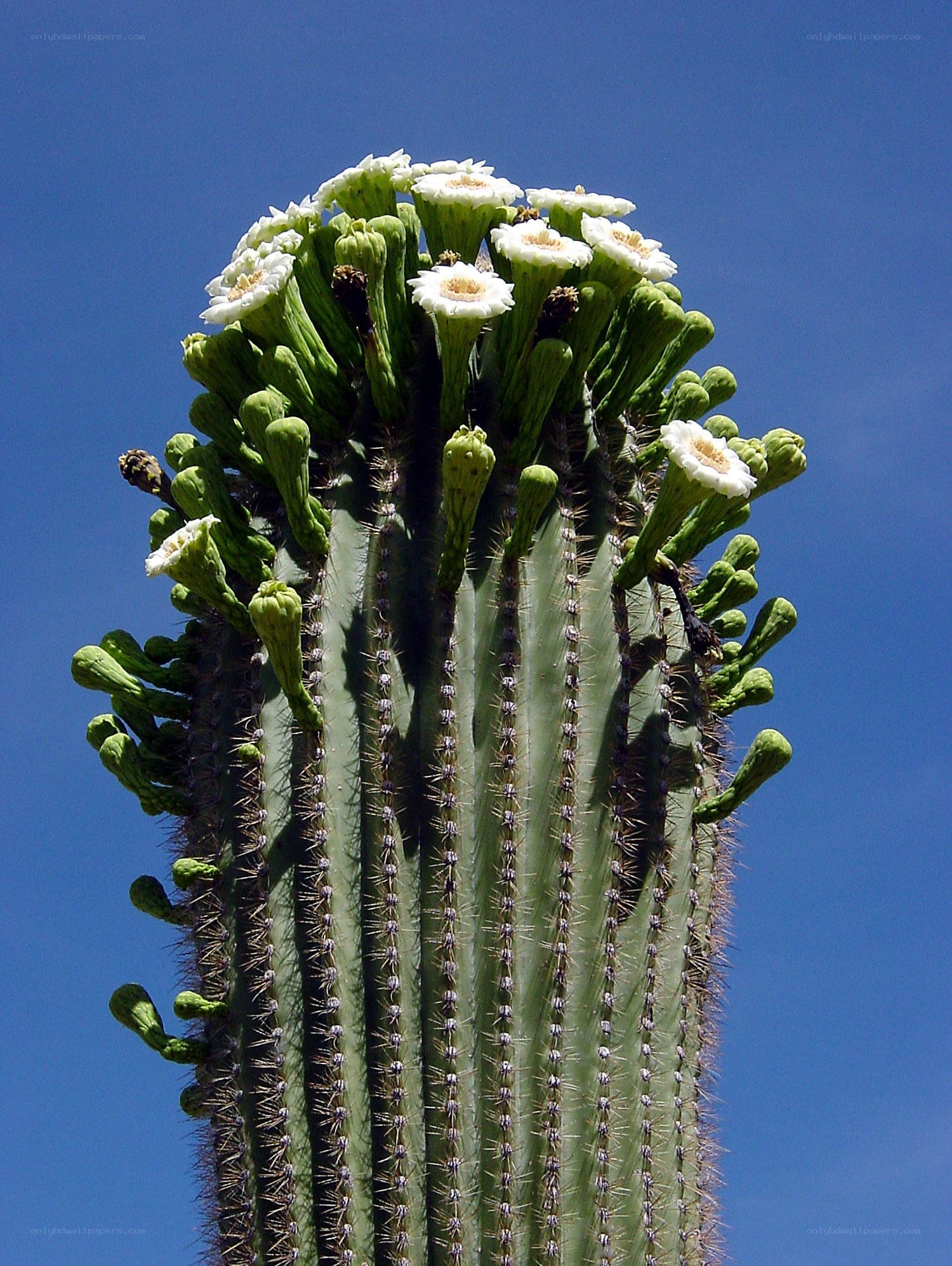 Saguaro cactus with white flowers