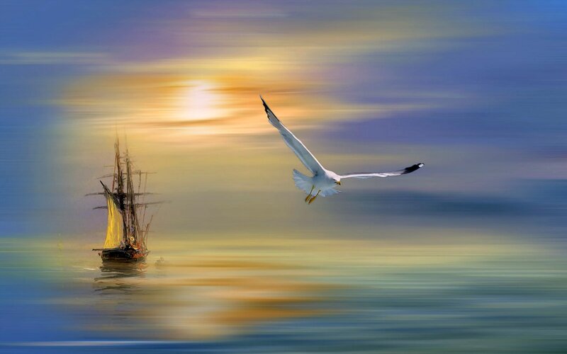 Sailboat and Seagull