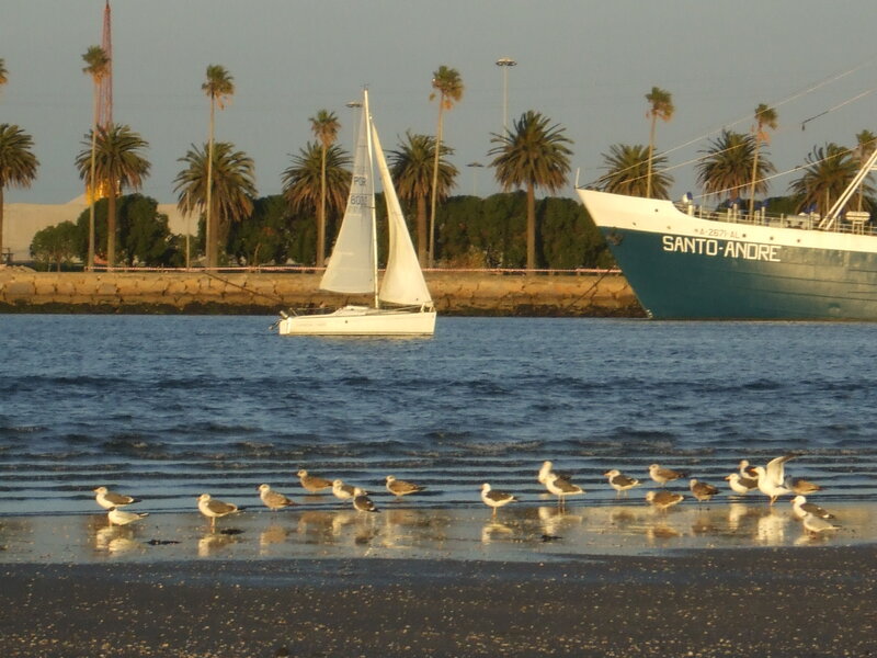Sailboat and seagulls at the harbor