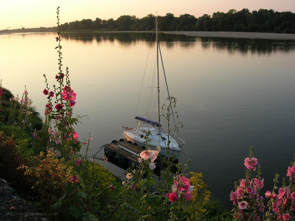 Sailboat at sunset by flowers
