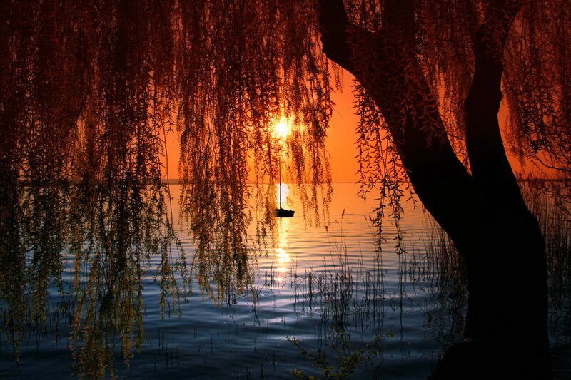 Sailboat at Sunset — Orange, Serene, Photograph, Willow Tree