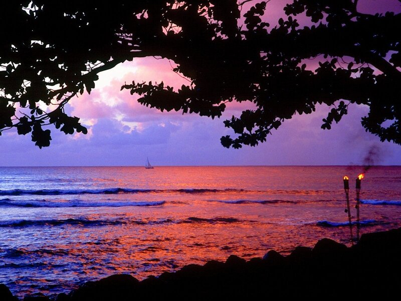 Sailboat at Sunset — Purple, Serene, Photograph, Tree Branches