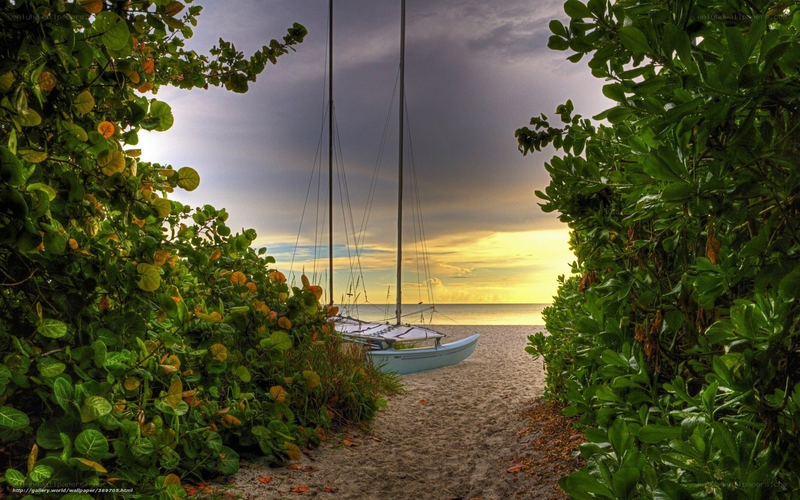 Sailboat at sunset through foliage