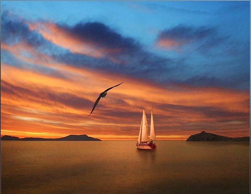 Sailboat at sunset with bird