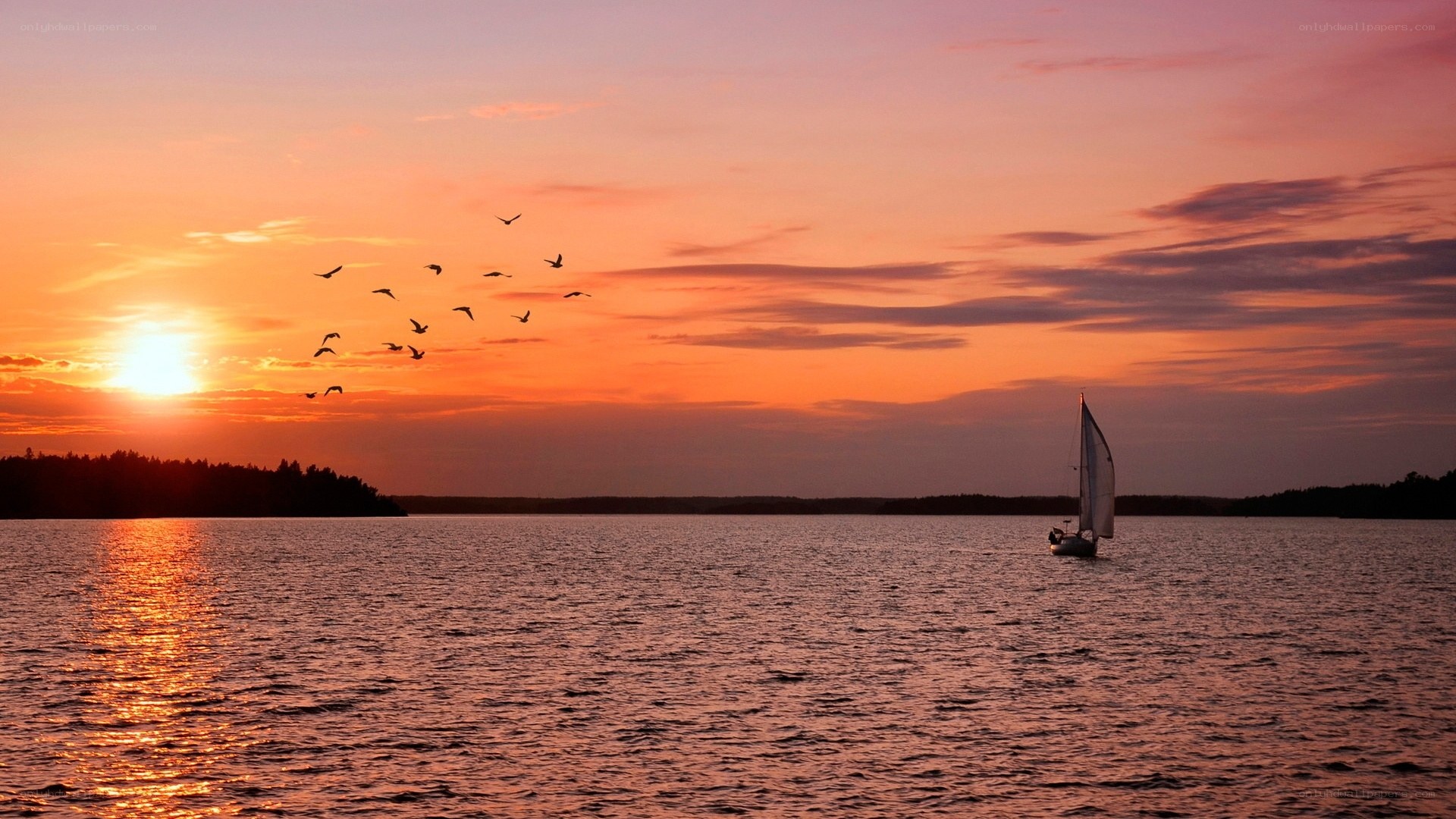Sailboat at sunset with birds