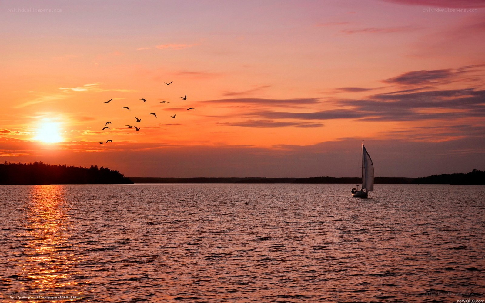 Sailboat at sunset with birds