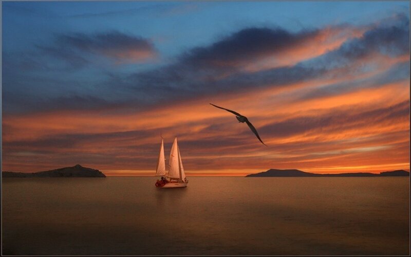 Sailboat at sunset with seagull