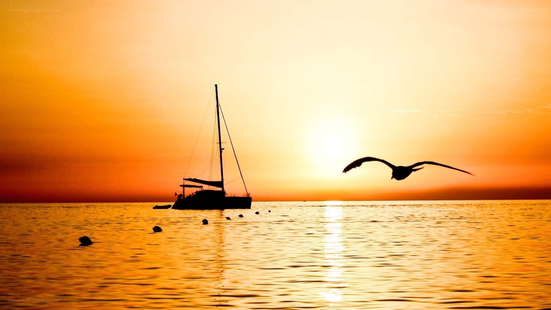 Sailboat at sunset with seagull