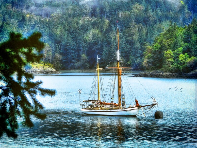 Sailboat in a forested bay