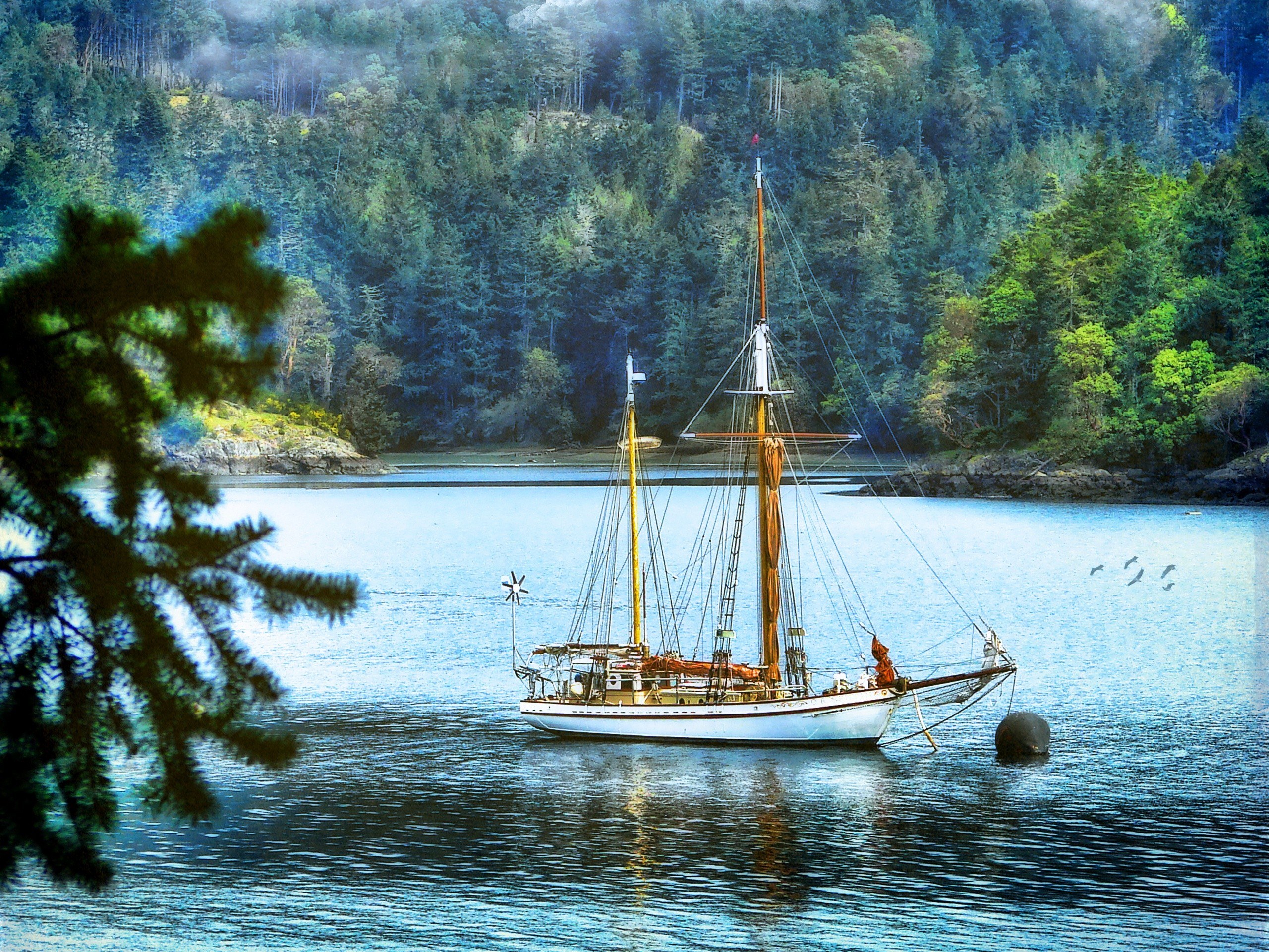 Sailboat in a forested bay