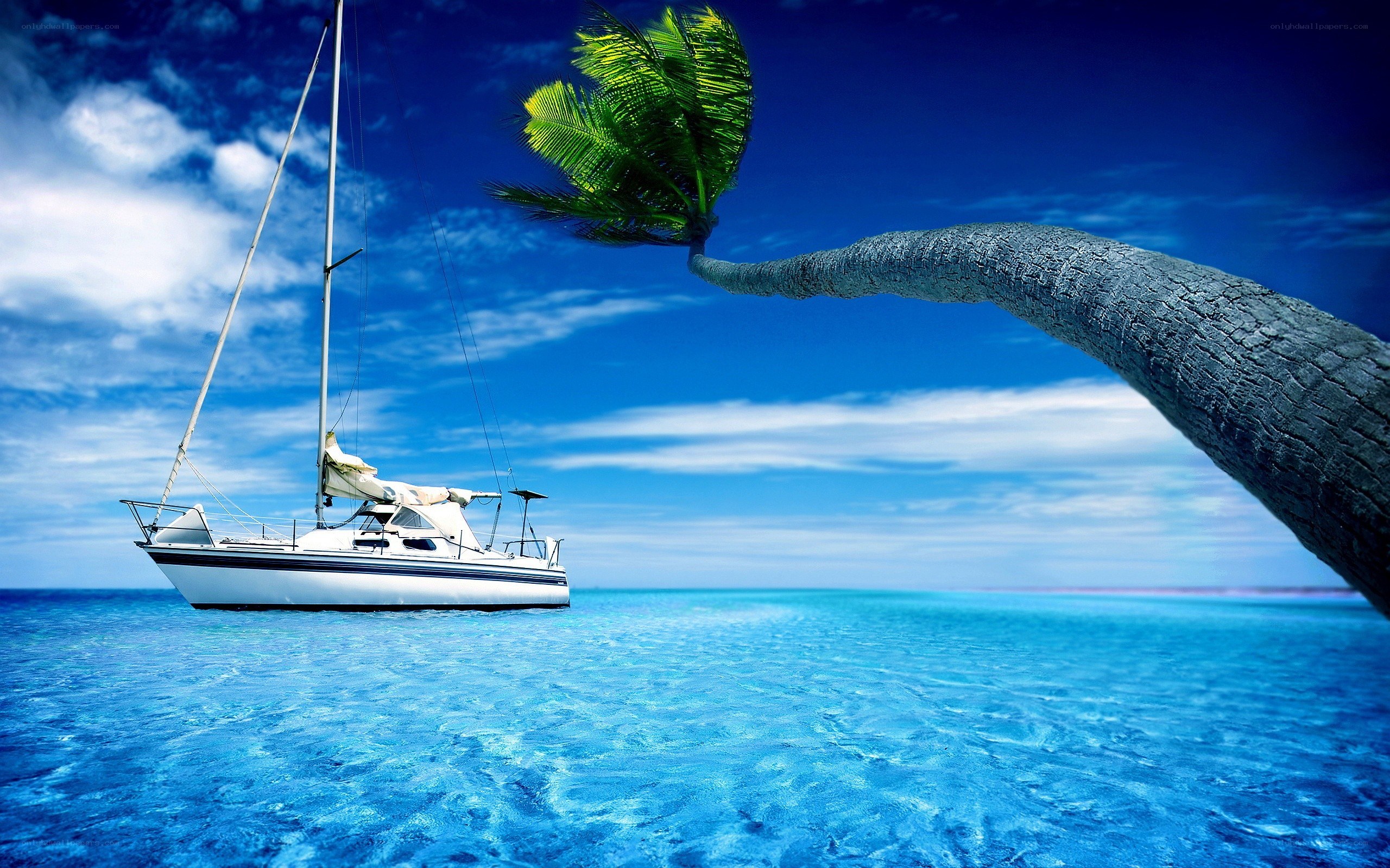 Sailboat near palm tree
