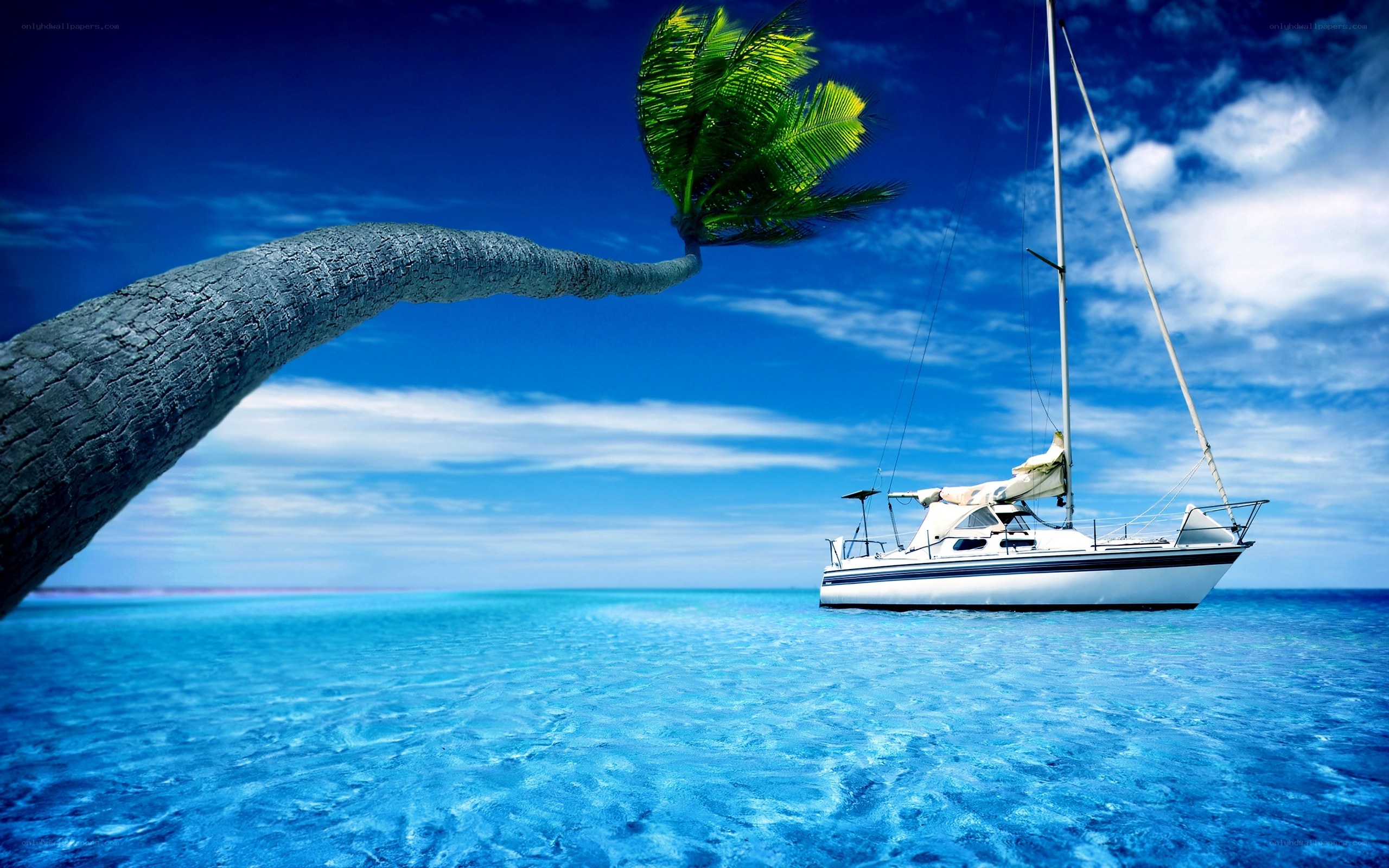 Sailboat near palm tree