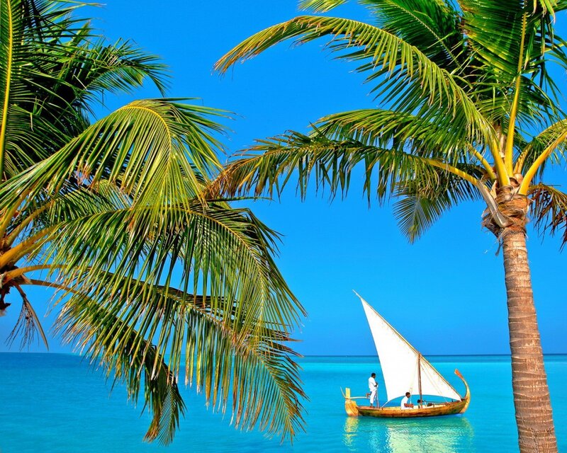 Sailboat near palm trees