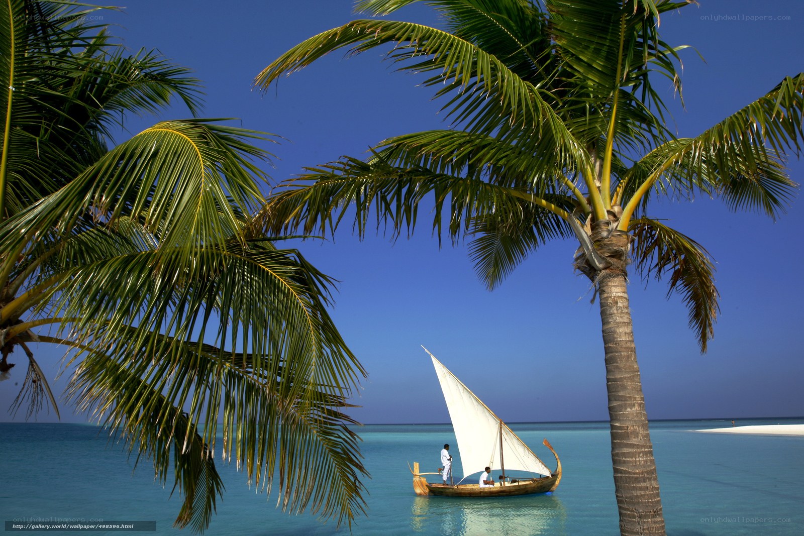 Sailboat near palm trees
