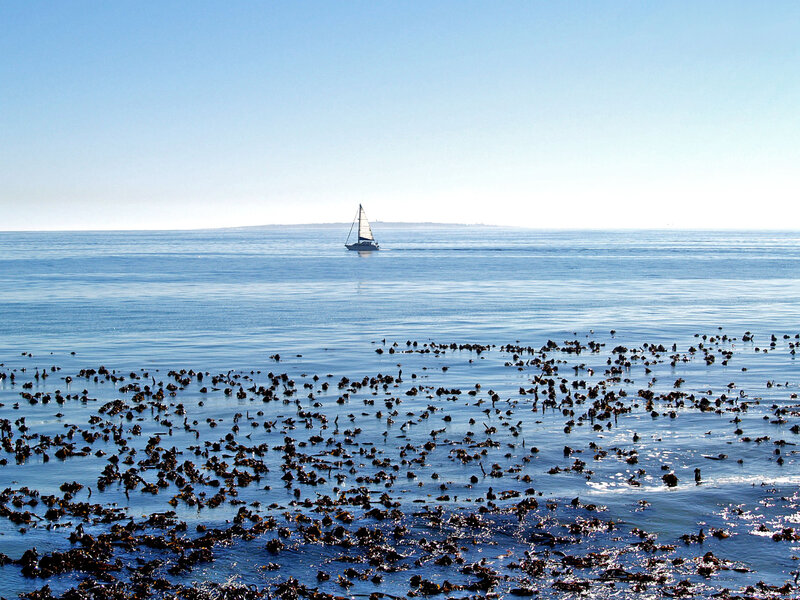 Sailboat on calm sea with seaweed