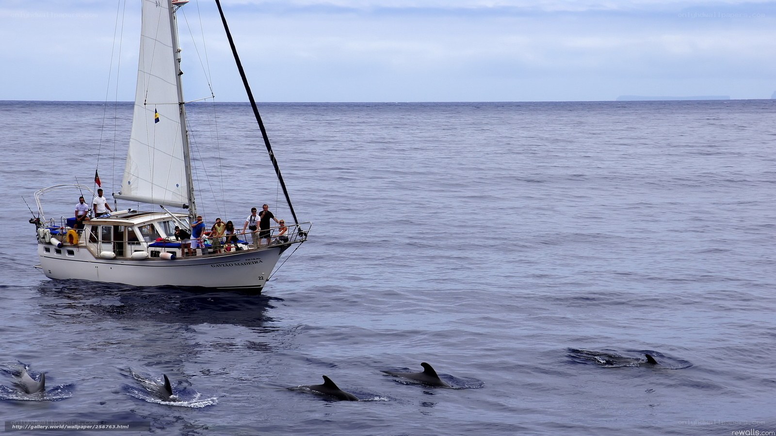 Sailboat with dolphins in ocean