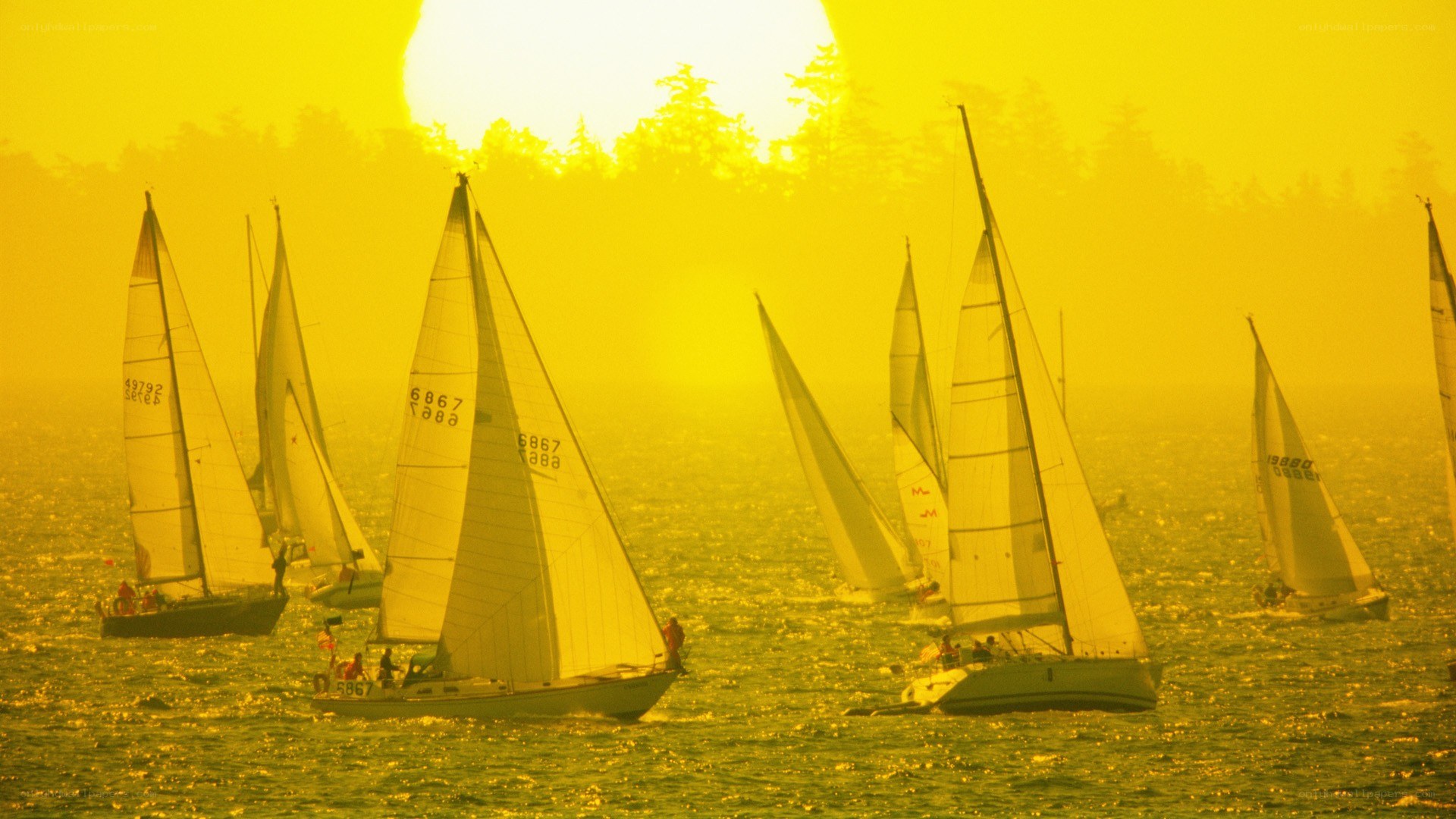 Sailboats at sunset