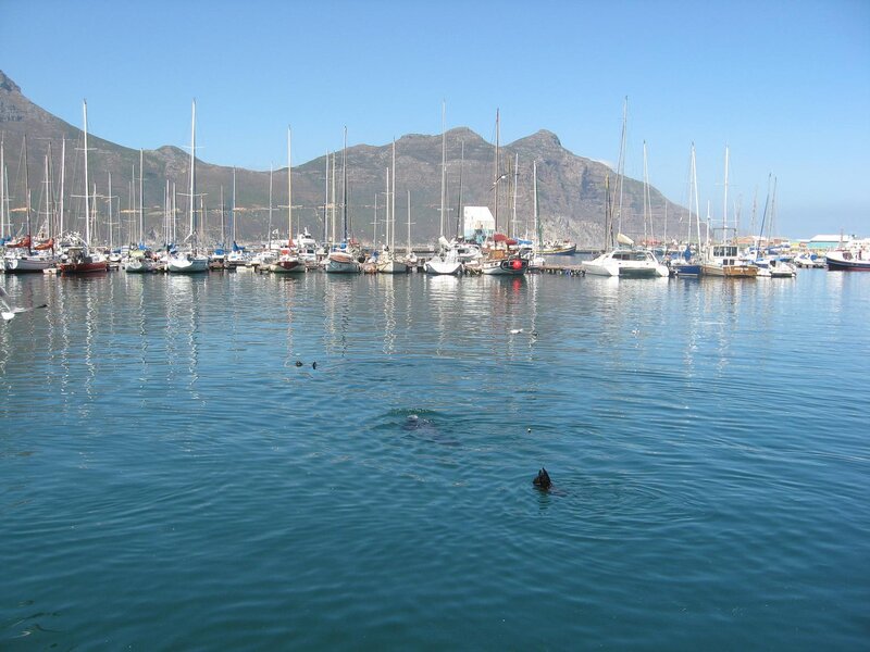 Sailboats in a harbor with mountains
