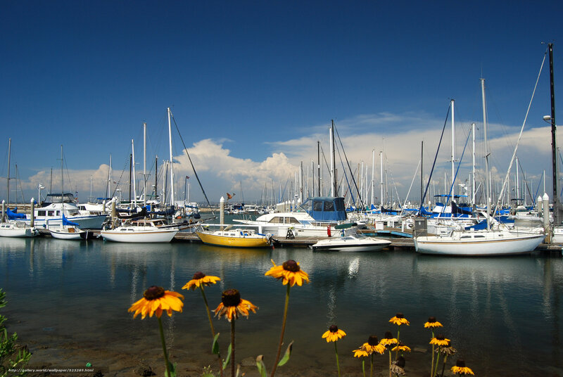 Sailboats in Marina — Blue, Serene, Afternoon, Photograph, Flowers, Boats