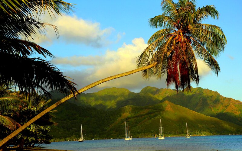 Sailboats in Tropical Bay — Green