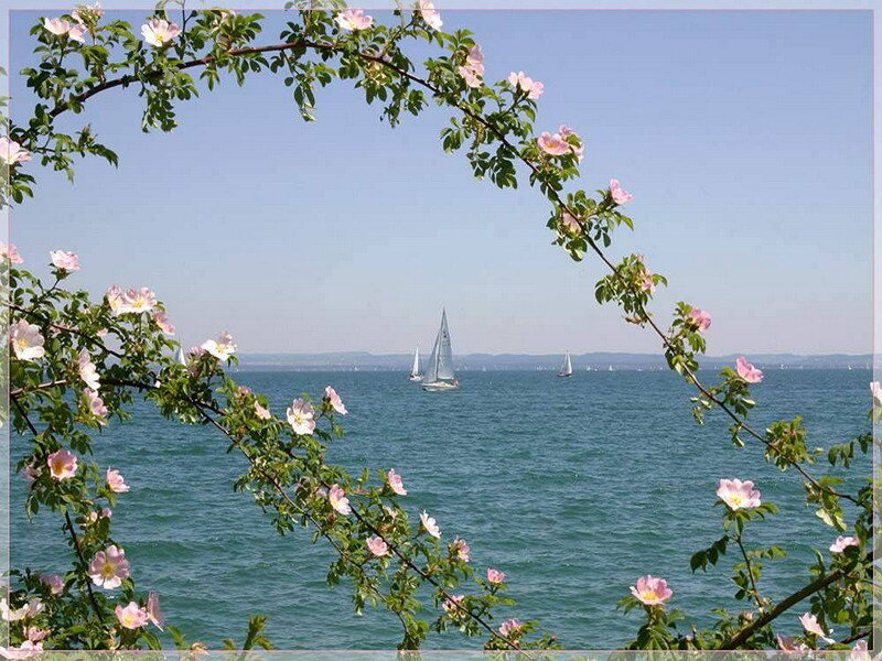 Sailboats on a lake framed by flowers