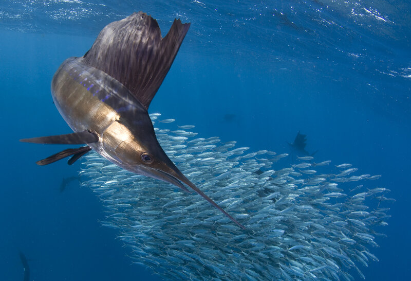 Sailfish Hunting Baitfish — Blue