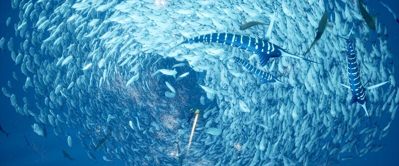 Sailfish Hunting Baitfish