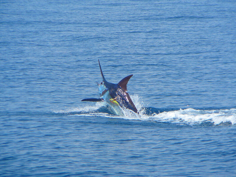 Sailfish Jumping