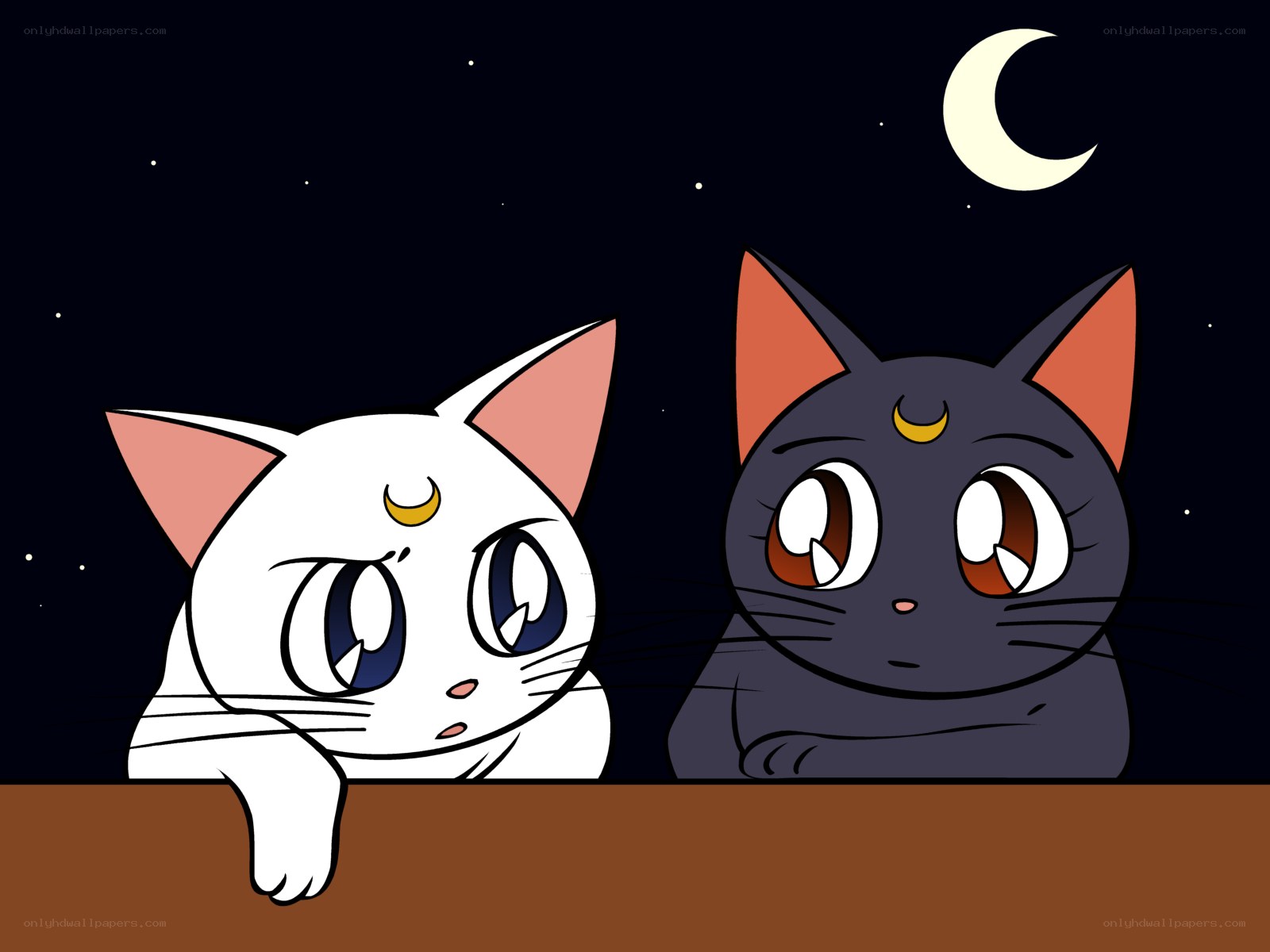 Sailor Moon cats at night