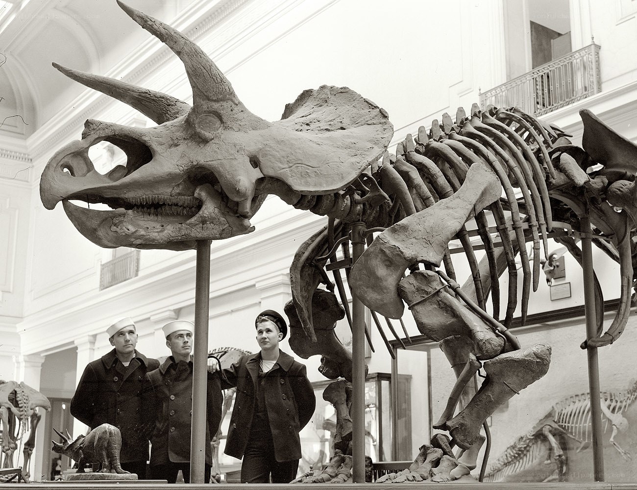 Sailors viewing Triceratops skeleton