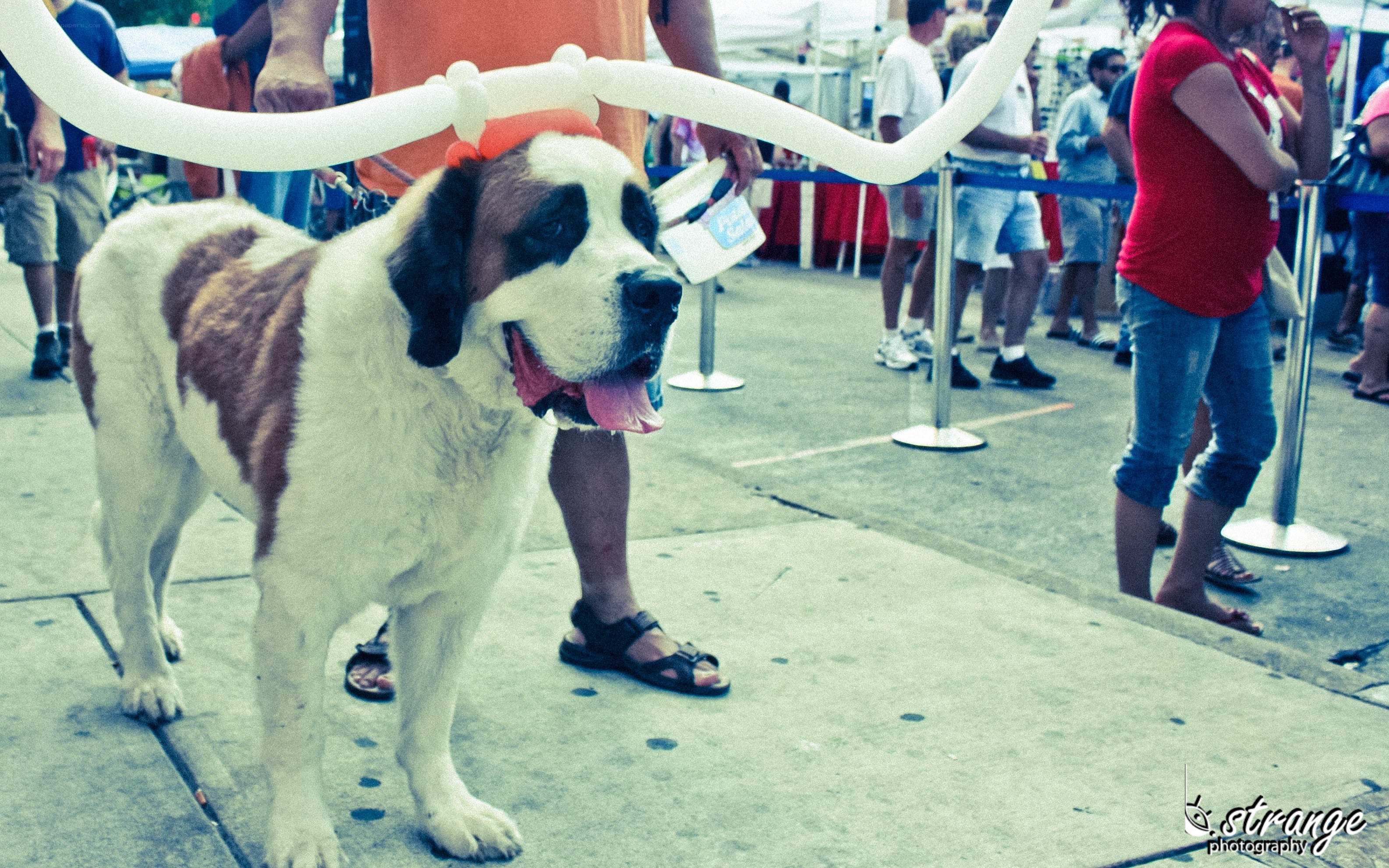 Saint Bernard at outdoor event