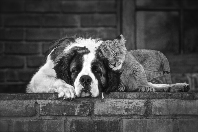 Saint Bernard Dog and Lion Cub
