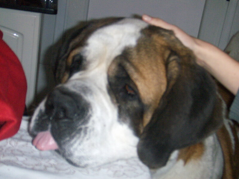 Saint Bernard dog being petted