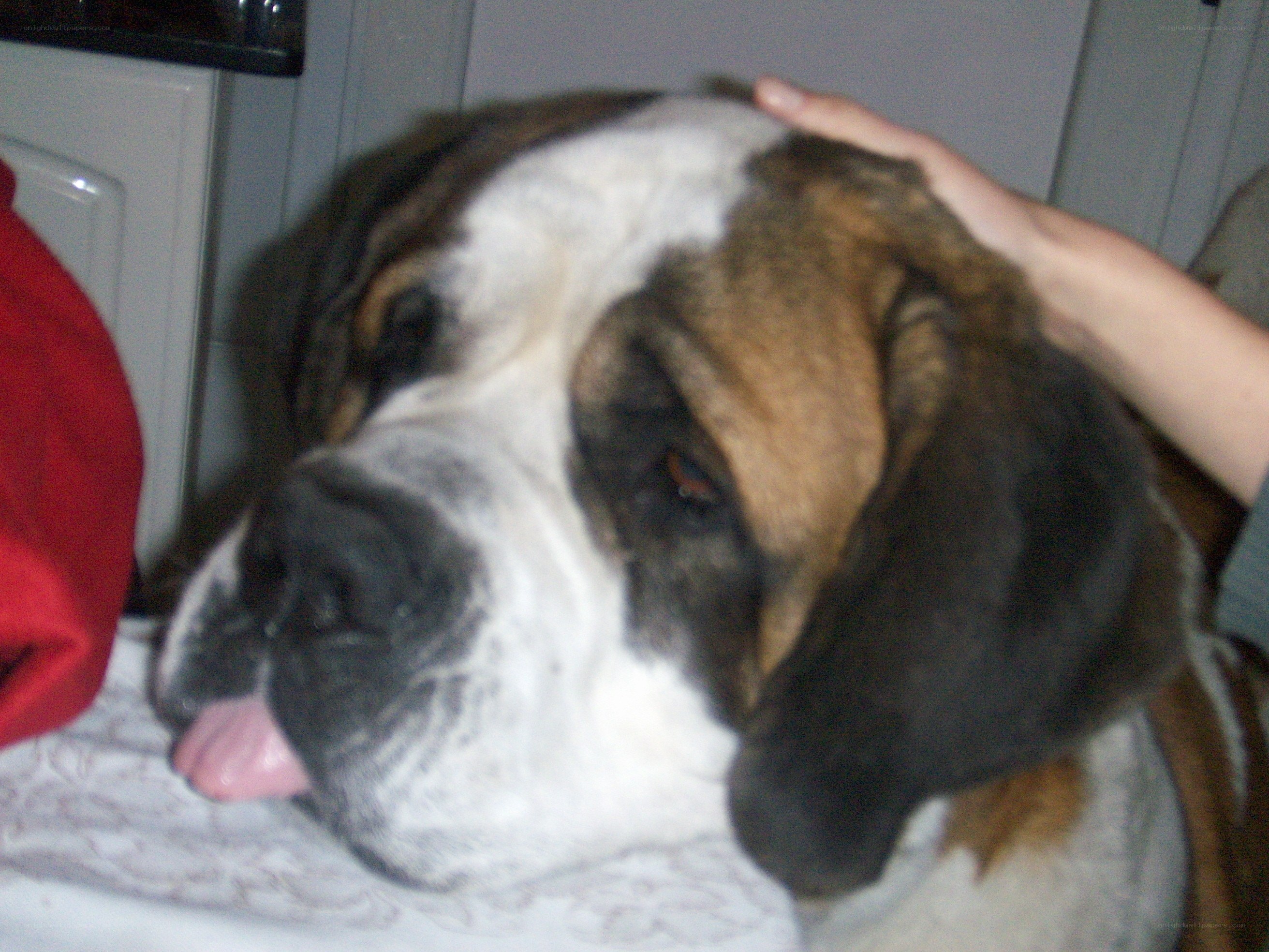 Saint Bernard dog being petted
