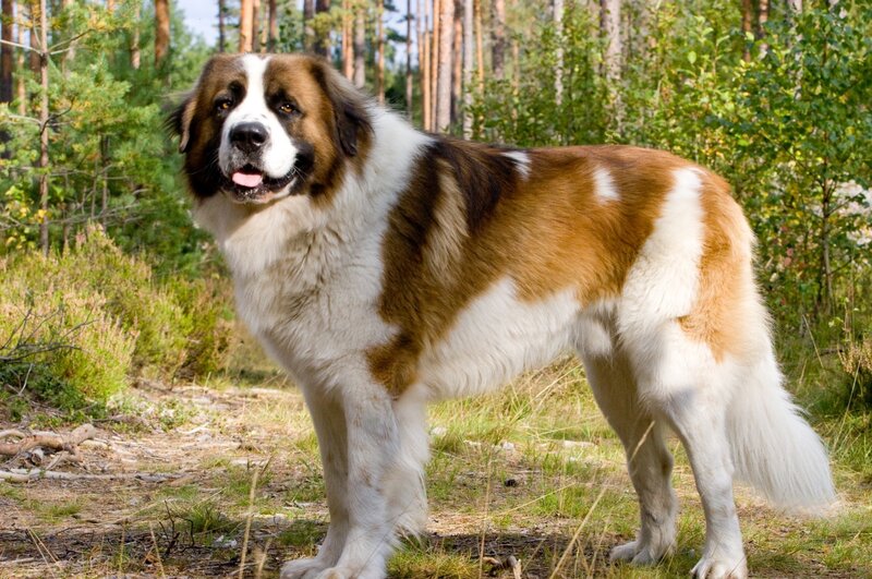 Saint Bernard Dog — Brown, Calm, Afternoon