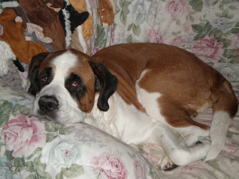 Saint Bernard Dog — Brown, Calm, Photograph