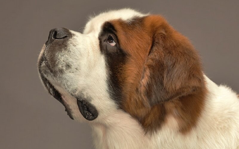 Saint Bernard Dog — Brown, Calm