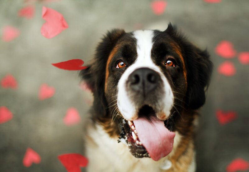 Saint Bernard Dog — Brown, Playful, Photograph