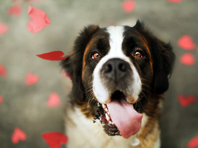 Saint Bernard Dog — Brown, Playful
