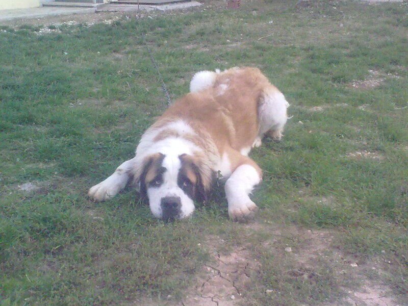 Saint Bernard Dog — Brown
