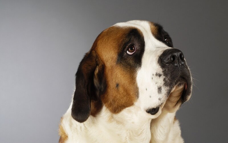 Saint Bernard Dog — Calm