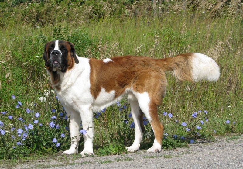 Saint Bernard dog in a field