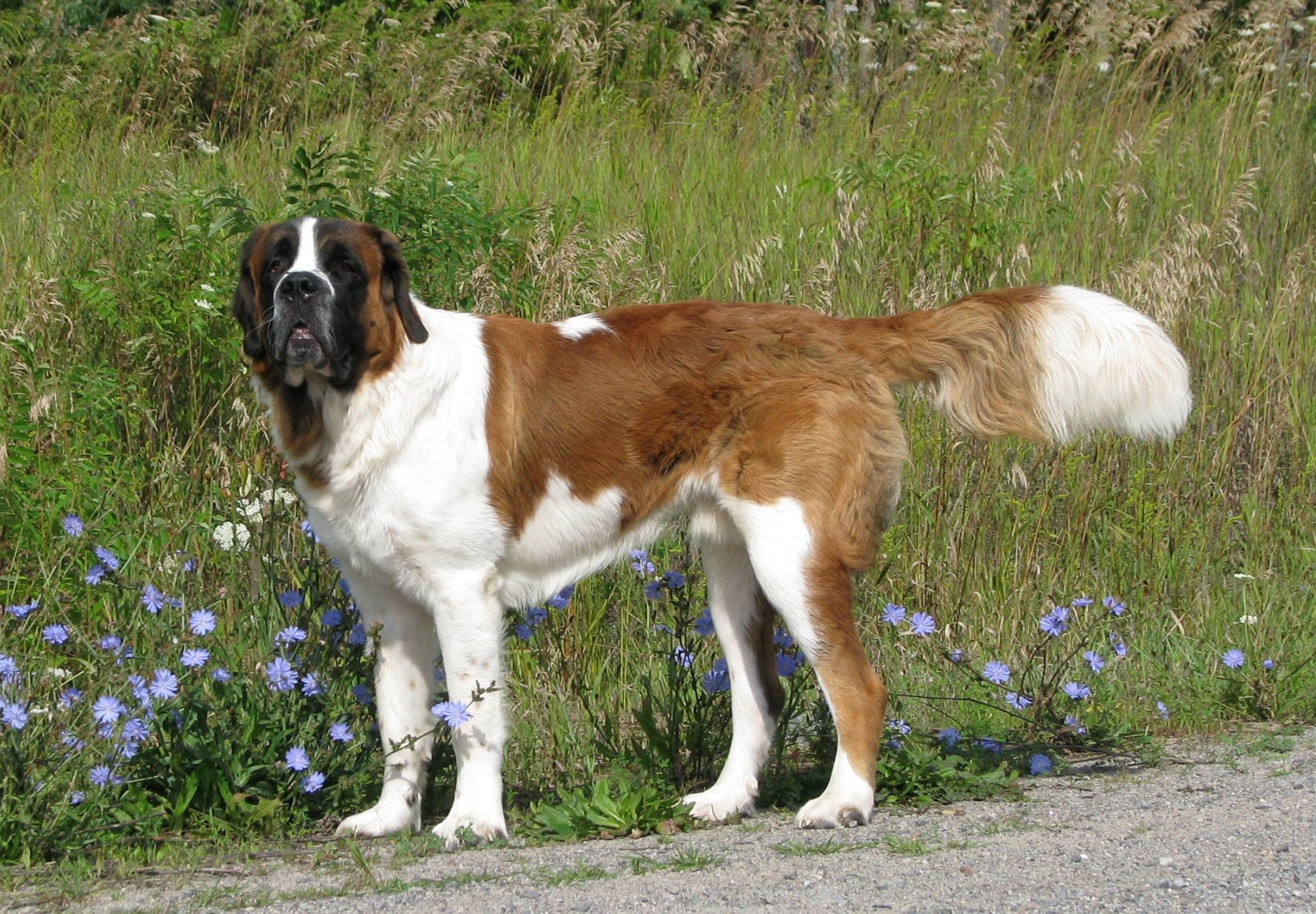 Saint Bernard dog in a field